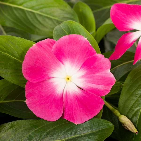 Teamson Kids 1.97 Gal. Vinca Cora Polka Dot Flower in 2.75 in