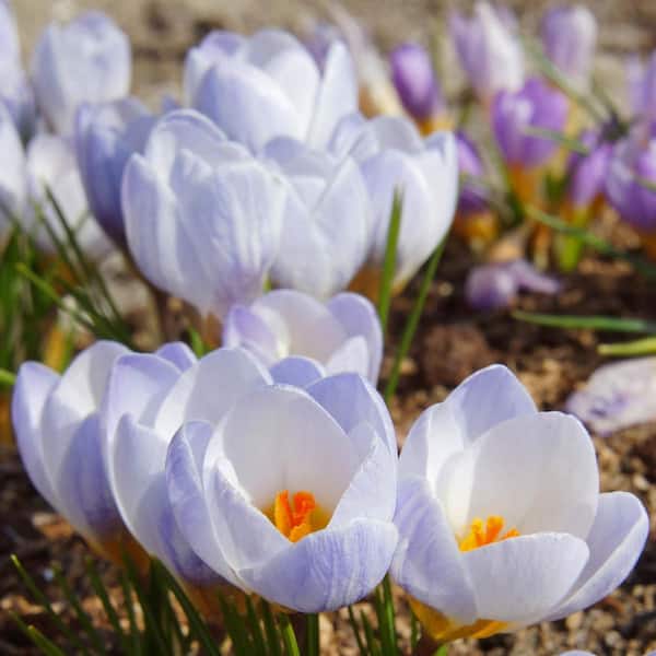 Van Bourgondien Blue Pearl Species Crocus Dormant Spring Flowering Bulbs (25-Pack)