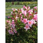 1 Gal. Sonic Bloom Pure Pink (Weigela) Live Shrub with Pink Flowers