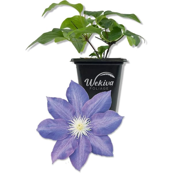 Clematis HF Young-Live Starter Plant in a 2 Inch Growers Pot-Starter Plants Ready for The Garden-Rare Clematis