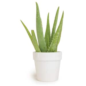 9 cm Aloe Vera Succulent in White Glazed Clay Pot