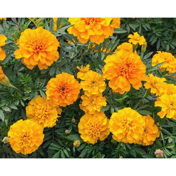 Unbranded Orange Marigold (12-Plants)