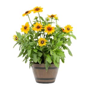 1 Gal. Smileyz Yellow Black Eyed Susan Napa Barrel Planter Perennial Plant
