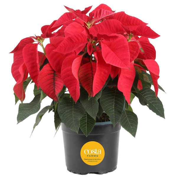 Costa Farms 6 in. Holiday Live Indoor Poinsettia in Grow Pot (1-Pack)