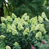 proven-winners-hydrangeas-14719-a0.3