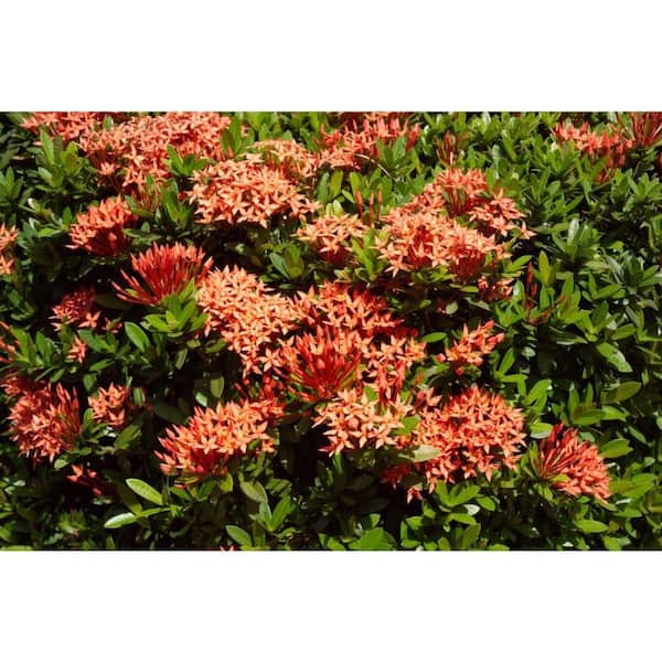 Style Series By Dewar Nurseries Ixora
