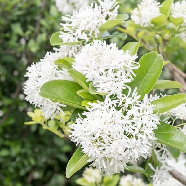 5 Gal. Chinese Fringe Tree