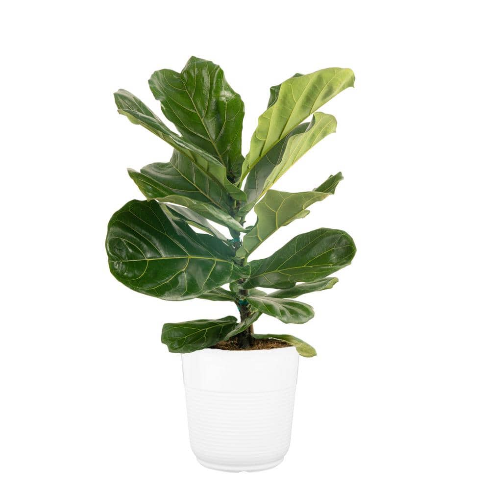 Costa Farms 10 in. Fiddle Leaf Fig Indoor Plant in White Planter, Avg ...