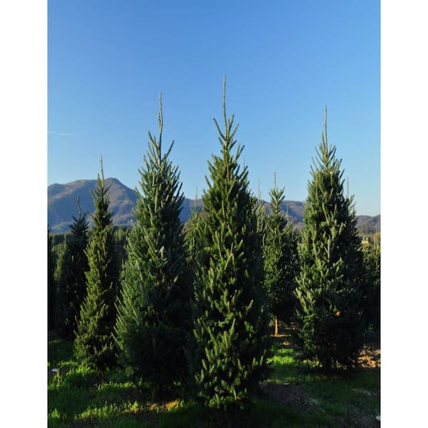 7-8 ft. Freshly Cut Live Abies Fraser Fir Christmas Tree 527851
