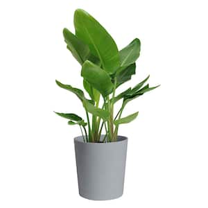 Bird of Paradise Plant in 10 in. Gray Planter
