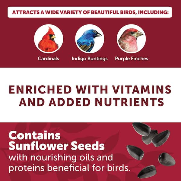 Premium 10 lb. Black Oil Sunflower Bird Seed Food