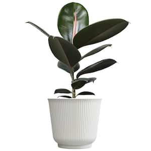 Ficus 'Burgundy', 6 in. White Decorative Pot, Dark Rubber Tree Plant, Unique Live Indoor House Plant Gift