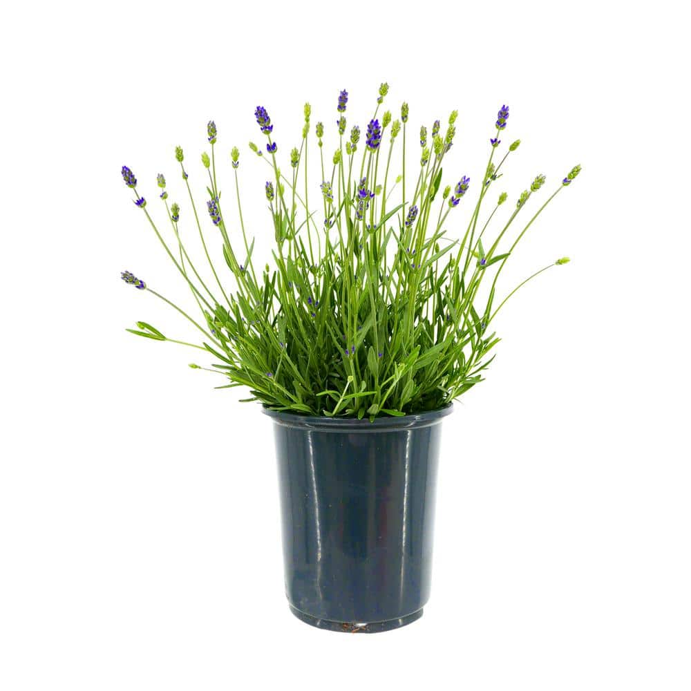 L+ Lavender Hidcote Dark Purple Flowers (2.5QT Size Pot, 6 Live Plants)