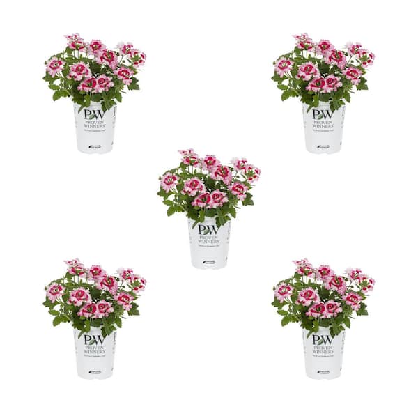 METROLINA GREENHOUSES 1.5 Pt. Proven Winners Verbena Superbena Sparking Rose Pink and White Annual Plant (5-Pack)