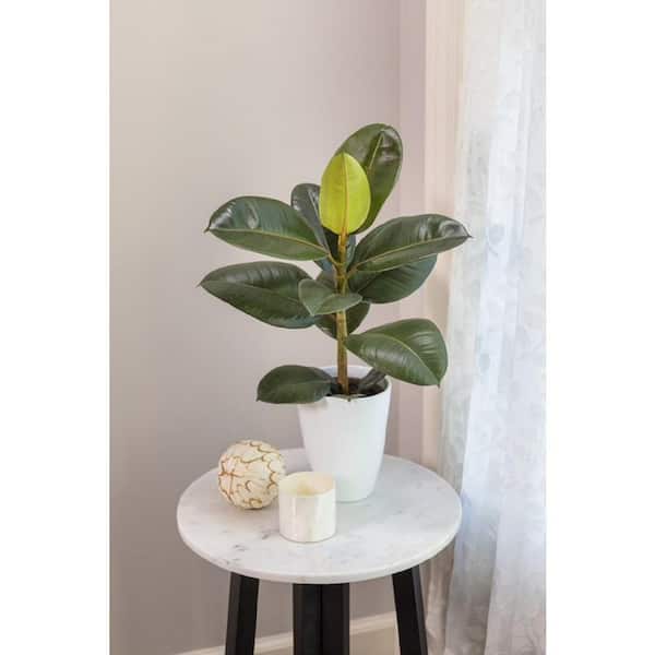 PROVEN WINNERS 7 in. Leafjoy Chroma Ficus Robusta (Elastica) - Rubber Plant, Live Seagrass Container Plant (1-Pack)