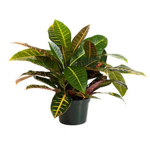 Croton Petra in 6 inch Grower Pot