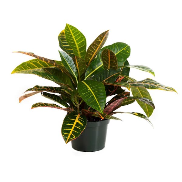 Croton Petra in 6 inch Grower Pot