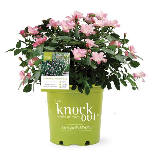 KNOCK OUT 1 Gal. Blushing Knock Out Rose Bush with Soft Pink Flowers