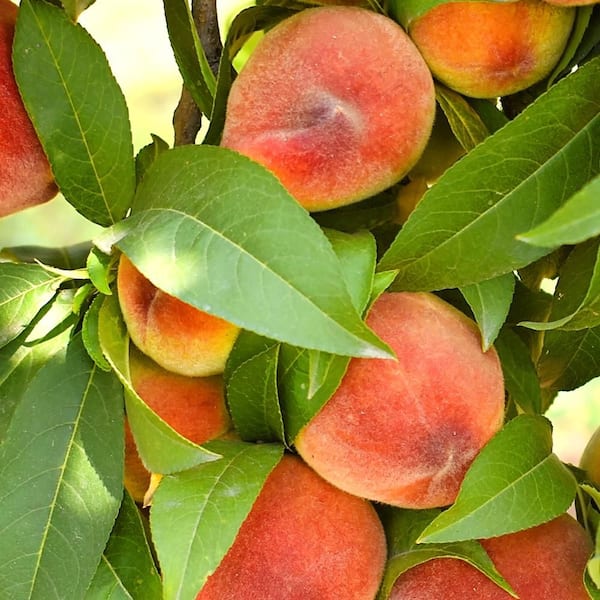 Unbranded 7 gal. Fortune Peach Fruit Tree