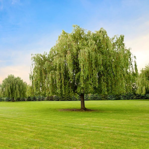 FLOWERWOOD 2.5 Gal Weeping Willow Tree, Green Deciduous Tree 54413FL - The  Home Depot