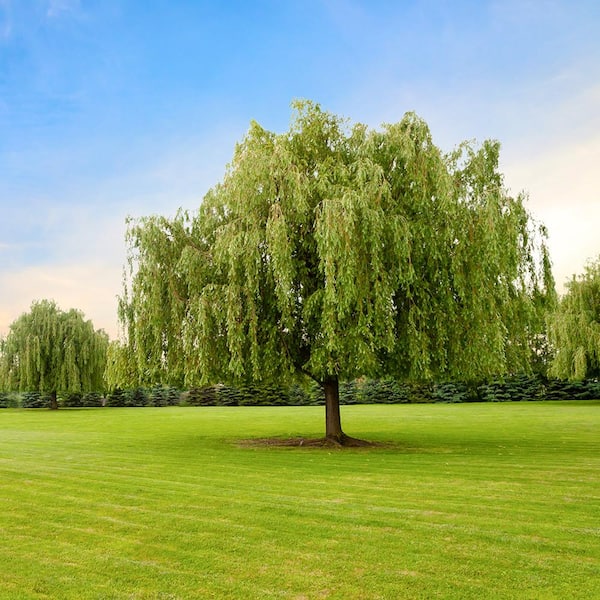 2.5 Gal Weeping Willow Tree, Green Deciduous Tree