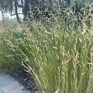 #5 Container Blonde Ambition Blue Grama Ornamental Grass (2-Pack)