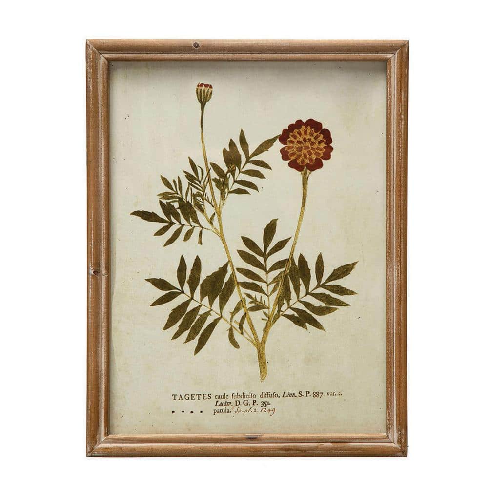 Vintage Botanical Print Set in Wood Frames, 10" x 13"