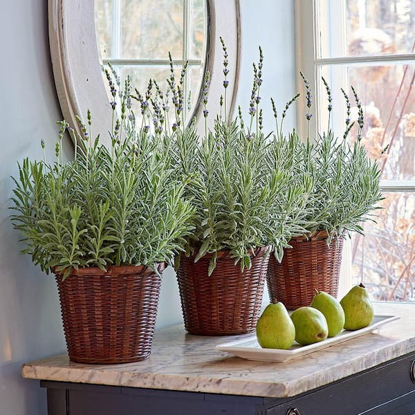 1.5 Qt. Herb Plant Lavender in 6 In. Deco Pot (2-Plants)