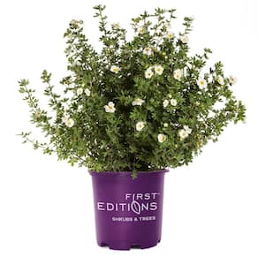 2 Gal. Creme Brulee Potentilla Live Shrub with White Flowers