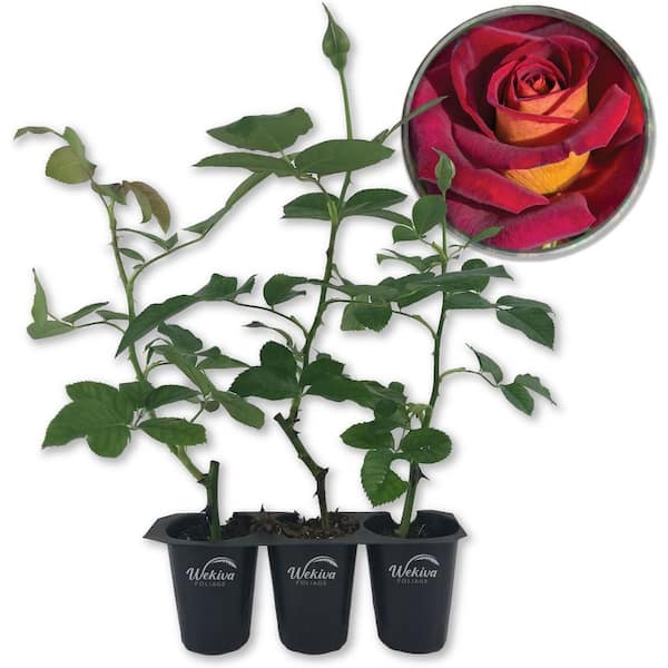 Wekiva Foliage Dark Night Rose Bush-3 Live Starter Plants in 2 in. Pots-Beautifully Fragrant Heirloom Rose from Florida