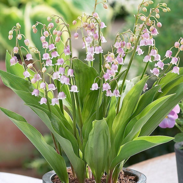 Unbranded Lily of the Valley Pink Bare Root Dormant Plants (4-Pack)