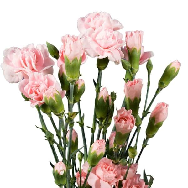 Globalrose Fresh Pink Mini Carnations (160 Stems - 640 Blooms) pink-spray- carnations-medium-160 - The Home Depot