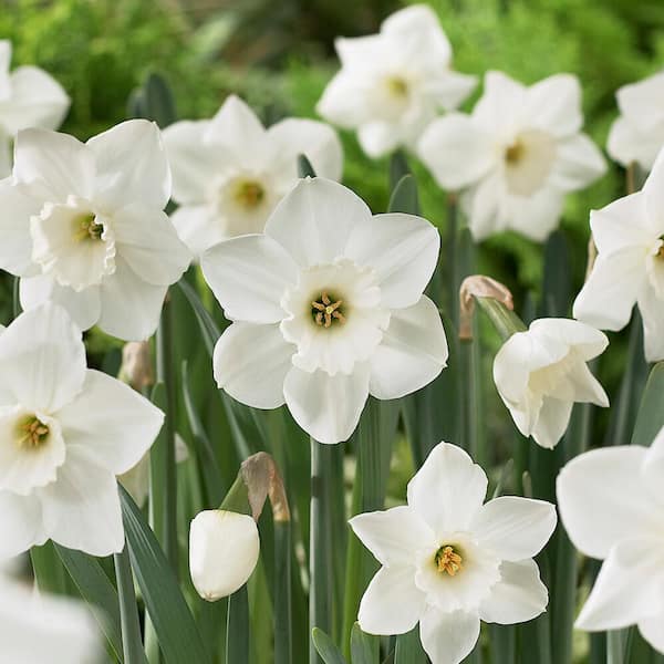 Vigoro 14/16 cm, Large Cupped Stainless Daffodil Bulbs (Bag of 100)