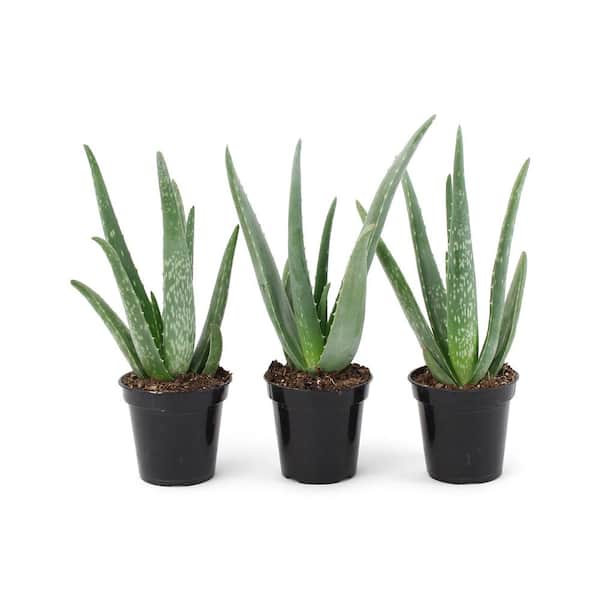 Pure Beauty Farms 11 Oz. Succulent Aloe Vera Plant in 3.5 In. Grower's Pot (3-Plants)
