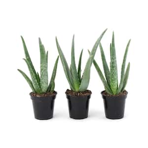 11 Oz. Succulent Aloe Vera Plant in 3.5 In. Grower's Pot (3-Plants)