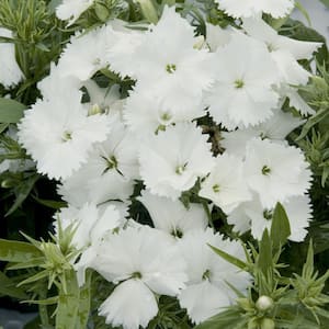 4.5 in. White and Cream Dianthus Plant