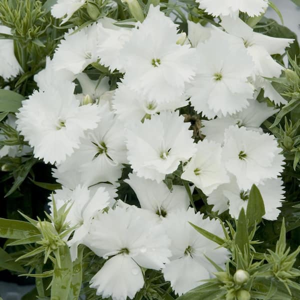 Unbranded 4.5 in. White and Cream Dianthus Plant