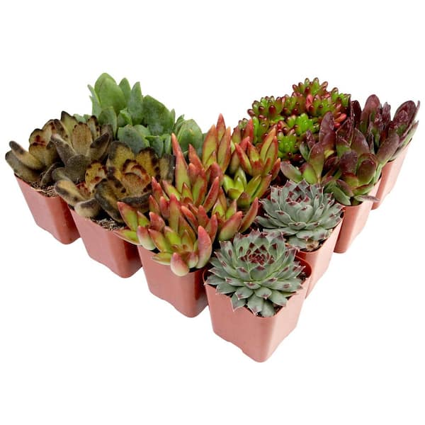 aquarium plants from seeds Aquarium Plant Seeds for Sale main image 1