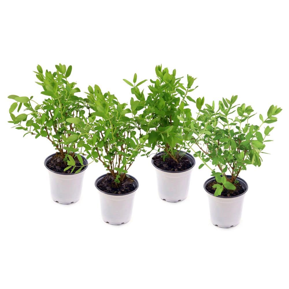 4 in. Honeysuckle Peaches and Cream Plant (8-Pack) price history on PriceWatchPro