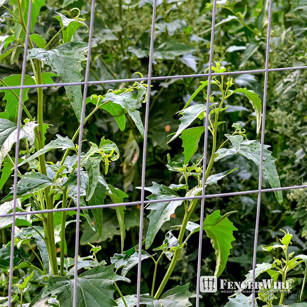 6 ft x 100 ft Galvanized Welded Metal Wire Fence Roll