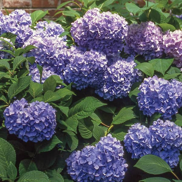 https://images.thdstatic.com/productImages/32c2548b-663b-420a-8173-059e0a46ff60/svn/spring-hill-nurseries-hydrangeas-82656-c3_600.jpg