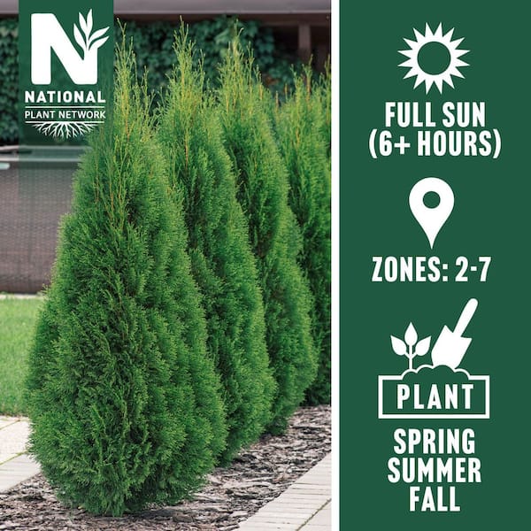 1 gal. Arborvitae Emerald Green Shrub (8-Pack)