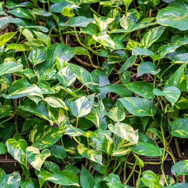 national PLANT NETWORK 6 in. SpaceScape Tropical Vine Plant