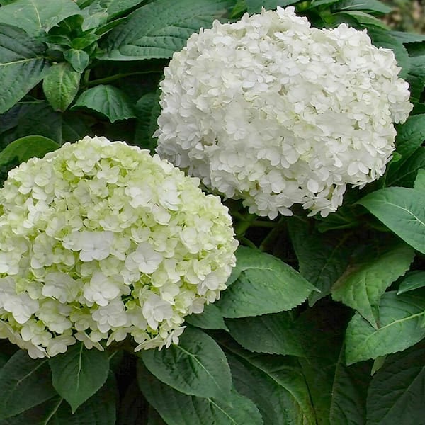 national PLANT NETWORK 4 in. 3-in-1 Hydrangea Shrub with Blue-Pink