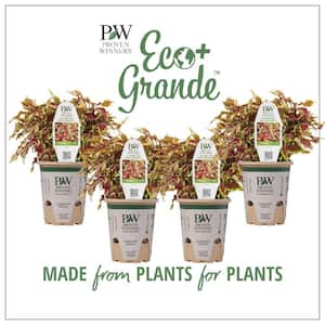 4.25 in. Eco+Grande ColorBlaze Apple Brandy Coleus (Solenostemon) Live Plant, Burgundy and Chartreuse Foliage (4-Pack)