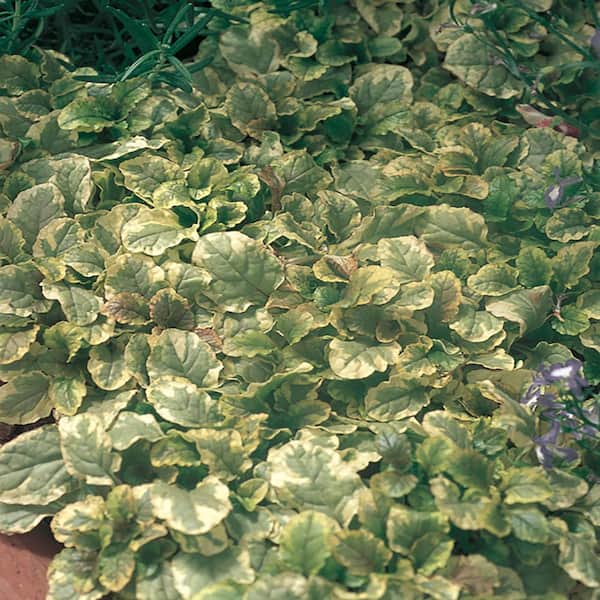 ALTMAN PLANTS 1-Pint Golden Glow Bugleweed Plant
