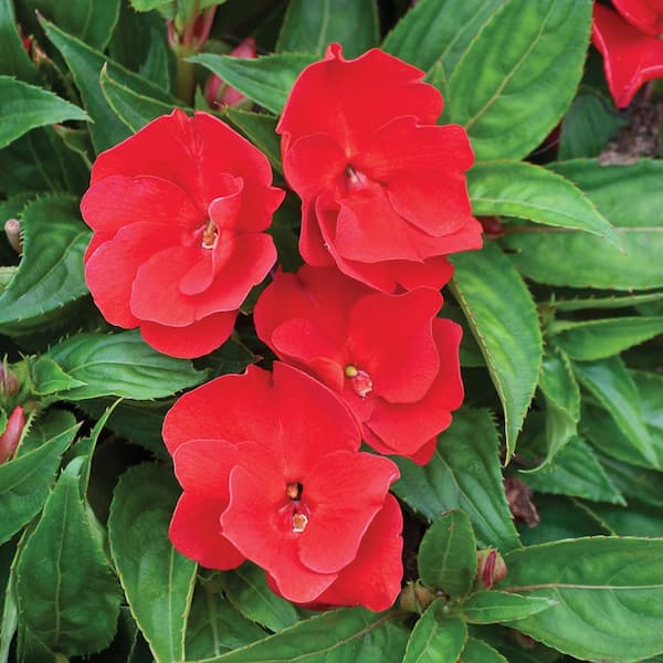 Unbranded 3.5 Pt. Bold Red New Guinea Impatien
