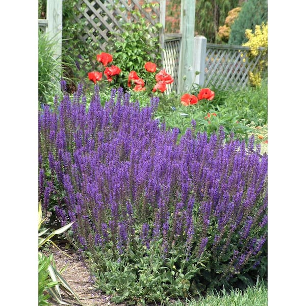 1 Gal. May Night Salvia Live Flowering Full Sun Perennial Plant with Indigo Blue Flowers