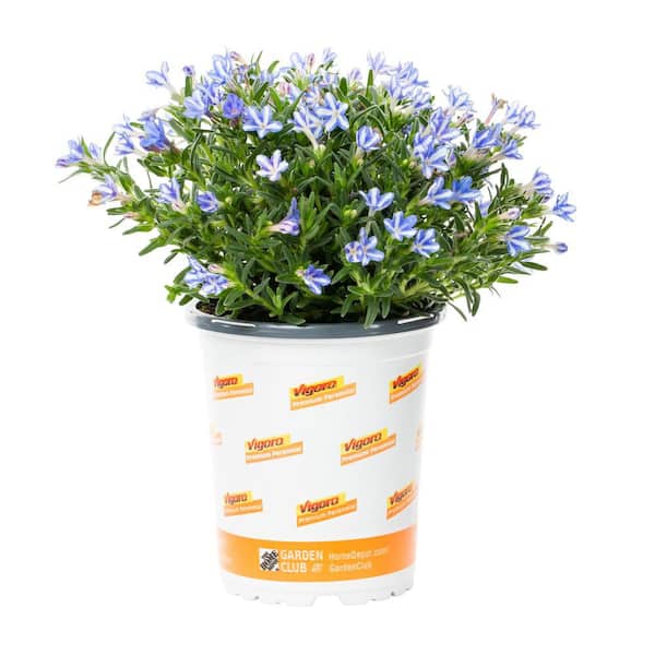 1 Qt. #5Star Blue and White Lithodora Perennial Plant