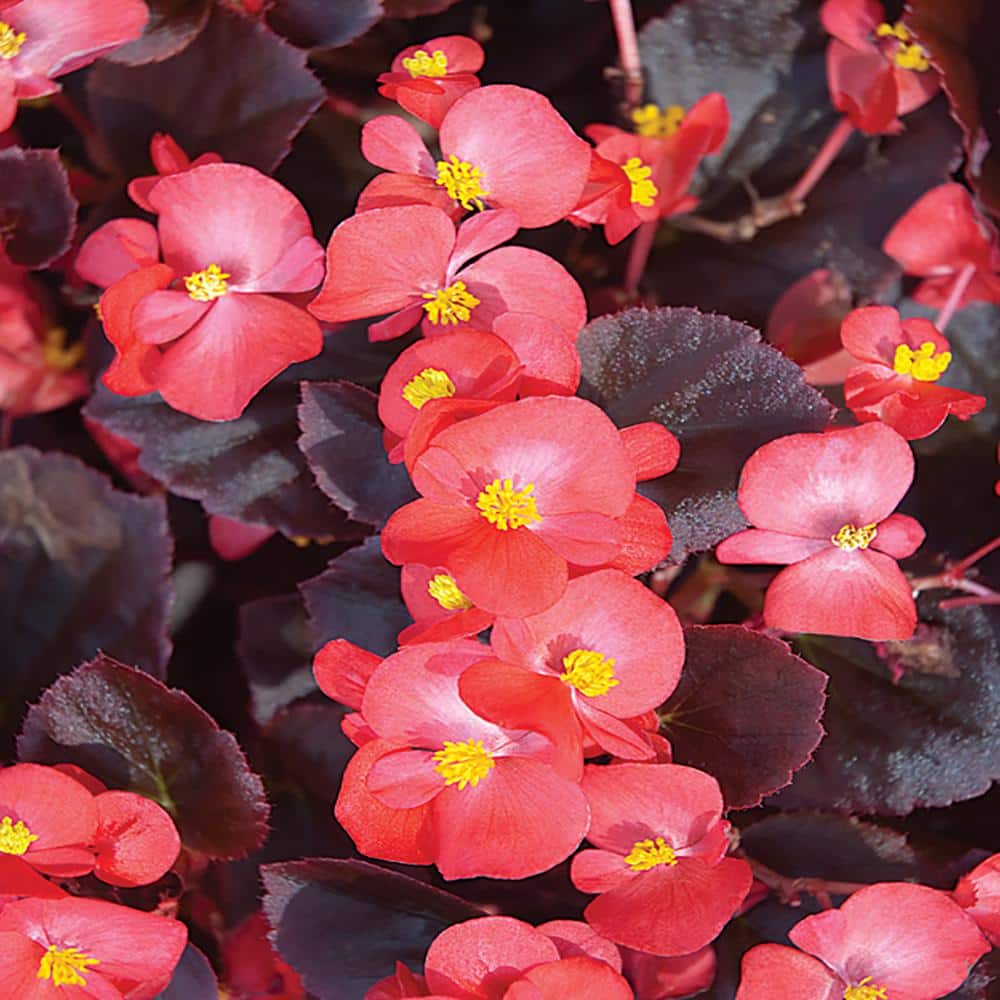 4 in. Fibrous Bronze Leaf Begonia (6-Pack) - The Home Depot